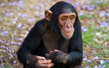 Scimpanzé: lotta per la vita: Guida TV  - TV Sorrisi e Canzoni