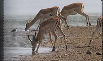 Animali a caccia: trappole e imboscate: Guida TV  - TV Sorrisi e Canzoni