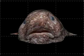 Creature bizzarre: Guida TV  - TV Sorrisi e Canzoni