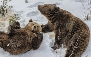Balla con gli orsi: Guida TV  - TV Sorrisi e Canzoni