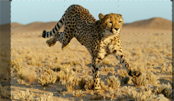 Big Cats: Guida TV  - TV Sorrisi e Canzoni