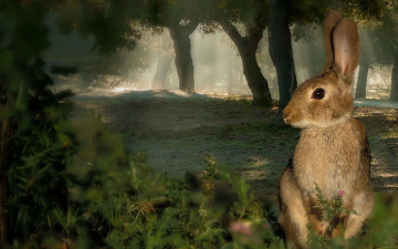 Dehesa - La Foresta Delle Meraviglie: Guida TV  - TV Sorrisi e Canzoni