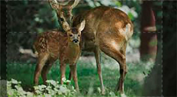Wild And Wonderful Denmark: Guida TV  - TV Sorrisi e Canzoni