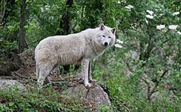 La magia della natura: Italia: Guida TV  - TV Sorrisi e Canzoni