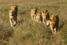 Episodio 1 - Strategie da leoni