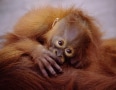 Episodio 3 - Baby Animals - Cuccioli petalosi