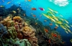 Episodio 2 - Attenborough e la grande barriera corallina