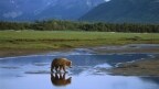 Episodio 16 - Il Parco Nazionale di Denali in Alaska