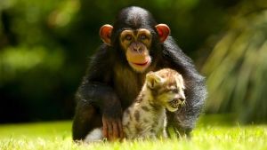 Episodio 1 - Cuccioli selvaggi - Wild Animal Reunion