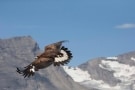 Episodio 54 - Le Alpi: lo spettacolo della vita ad alta quota
