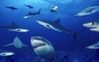 Episodio 1 - Gli squali più pericolosi del mondo