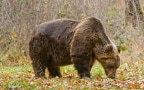 Episodio 21 - L'orso bruno alpino