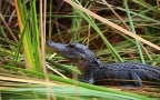 Episodio 5 - Alligatori: Florida estrema