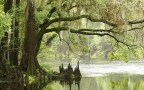 Episodio 89 - Le Everglades-Paradiso che scompare USA