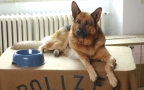 Il Commissario Rex