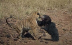Episodio 4 - Il leopardo di Zanzibar