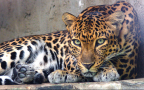 Episodio 2 - Big Cats: felini XXL