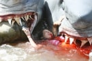 2-Headed Shark Attack