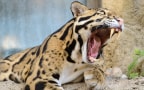 Episodio 1 - Il leopardo nebuloso