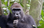 Episodio 5 - Wild Frank: missione gorilla