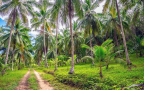 Episodio 4 - Il gusto tropicale della Tailandia
