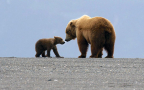 Episodio 1 - Man vs. Bear