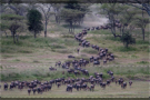 Episodio 3 - Great Migrations