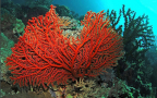 Episodio 1 - Blue Planet II: Le barriere coralline