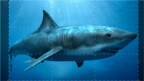 Episodio 1 - Megalodonte: il re degli squali