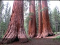 Episodio 2 - Il Regno Delle Sequoie Giganti