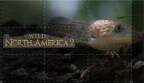 Episodio 5 - La Terra Degli Alligatori