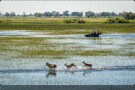 Episodio 3 - Il delta dell'Okavango