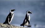 Episodio 7 - Nuovi arrivi tra i pinguini