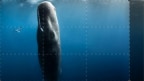 Episodio 5 - Squali balena