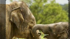 Episodio 4 - Storia di un elefante
