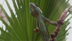 Episodio 1 - Super Senses: The Secret Power of Animals