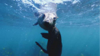 Episodio 2 - Cape Fur Seals