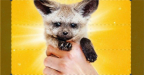 Episodio 1 - Bare Hands Rescue: animali in pericolo