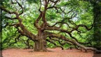 Episodio 2 - L'albero della vita