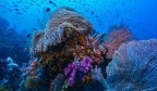 Into The Blue