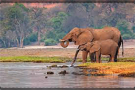 Episodio 1 - Waterhole: Africa's Animal Oasis