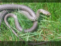 Episodio 3 - Serpenti