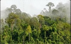 Global Forest