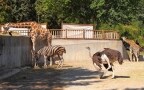 Episodio 6 - I guardiani dello zoo