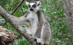 Madagascar