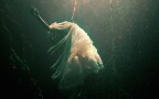 Episodio 5 - Omicidio nell'Ozarks