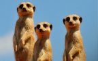 Superconnessi - Le Reti Sociali Degli Animali