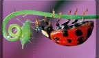 Insect World