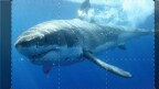 Episodio 11 - L'ultimo predatore