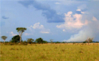 Episodio 6 - Wild latam